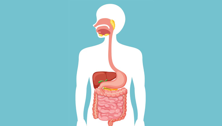 blog - intestino